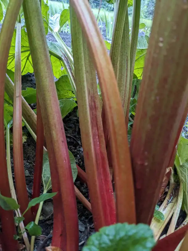 Farm Fresh Strawberry Rhubarb