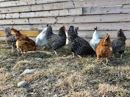 Farm Fresh Pastured Eggs