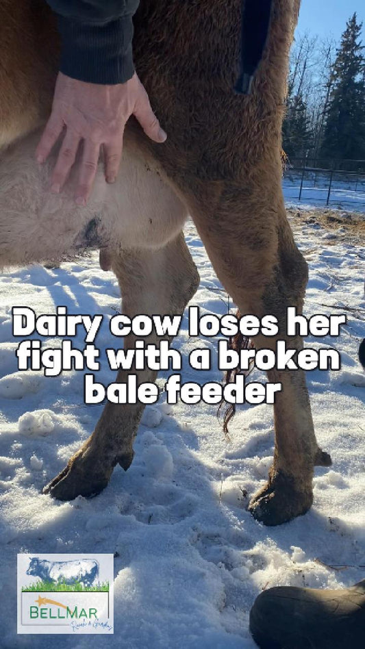 Rancher Tim treating injured dairy cow Eleanor's udder laceration in snowy Alberta pasture at BellMar Ranch.