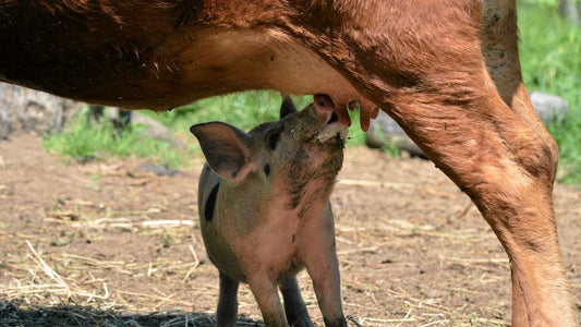 Why the Heck Would You Buy Your Meat from BellMar Ranch in 2026?