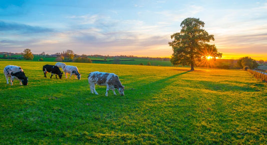 Why Would a Former Vegan Choose BellMar Ranch for Meat?