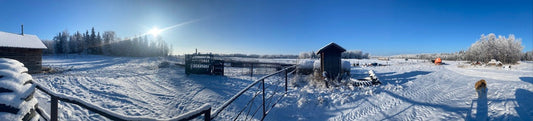 A panoramic view of BellMar Ranch on a -20 Celsius day.  There is snow on the ground and hoar frost on the trees.  The sun is shining brightly in a clear blue sky, but the overall feeling is of deep cold.