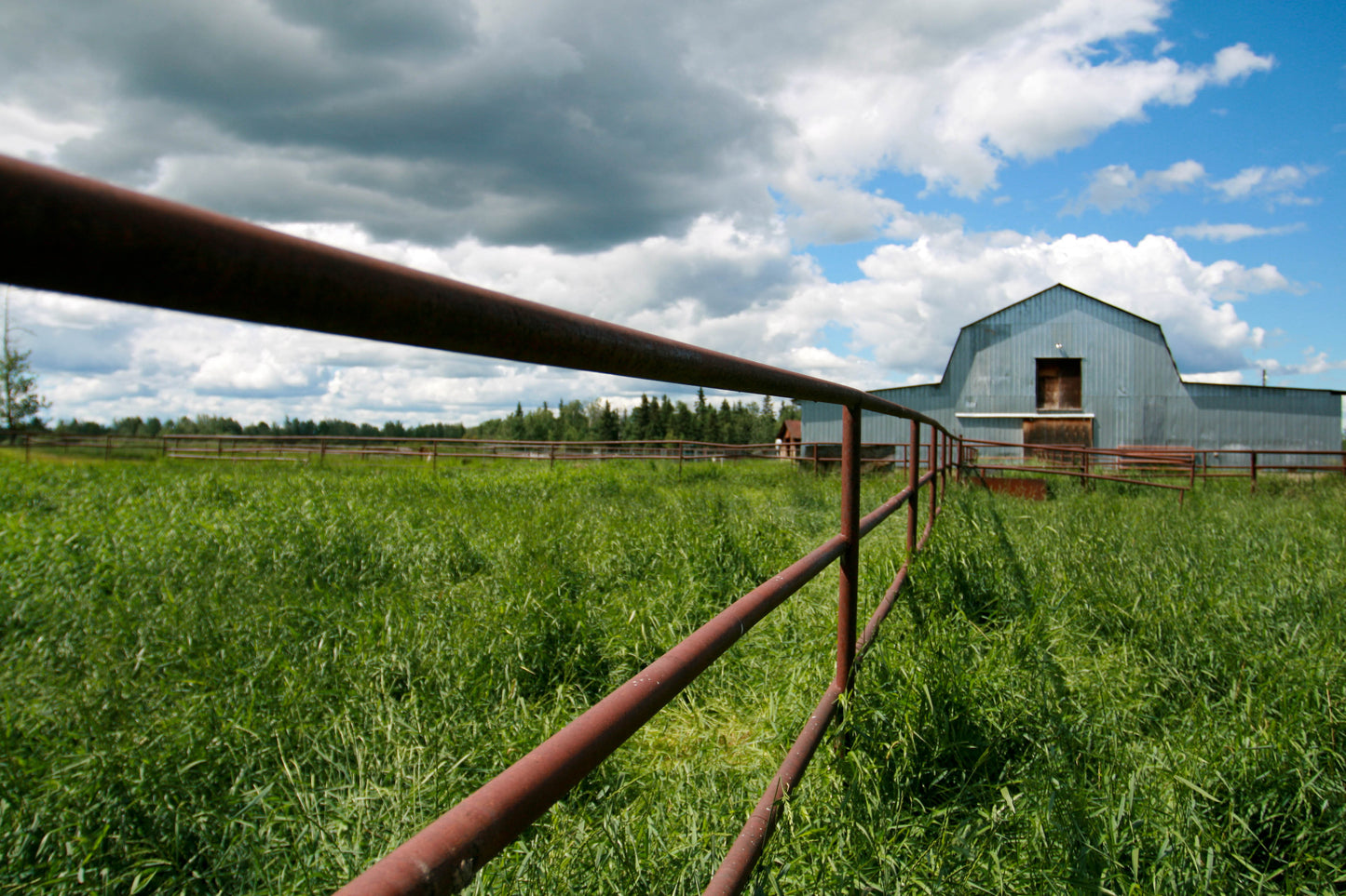 Day at the Ranch Series - Learn to Milk a Cow and What We Do with the Milk!