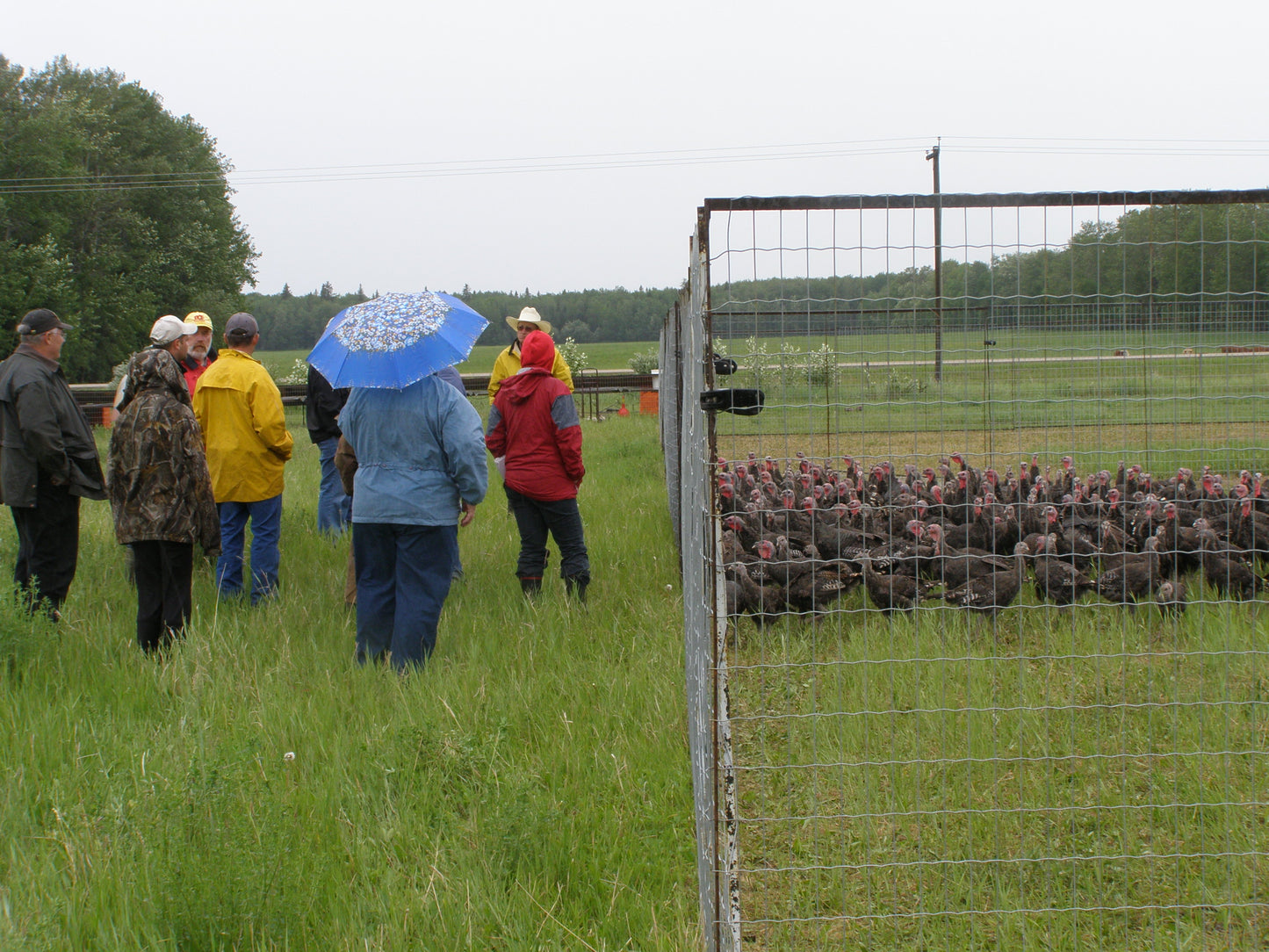 Day at the Ranch Series - Learn to Milk a Cow and What We Do with the Milk!