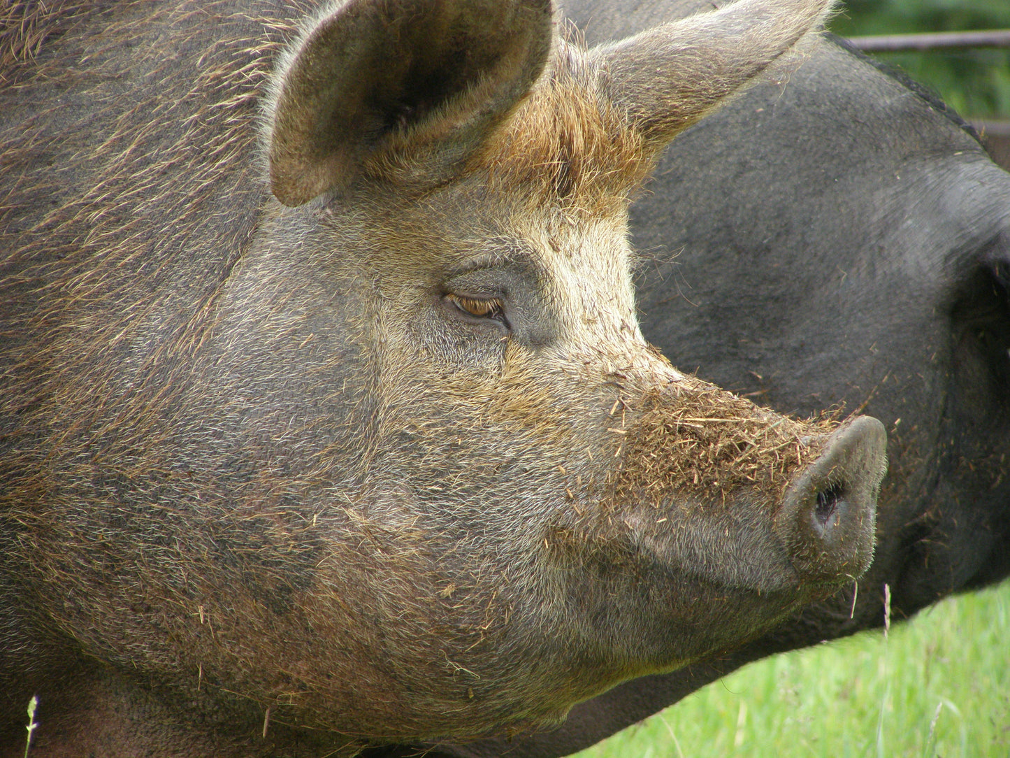 Day at the Ranch Series - Learn to Milk a Cow and What We Do with the Milk!