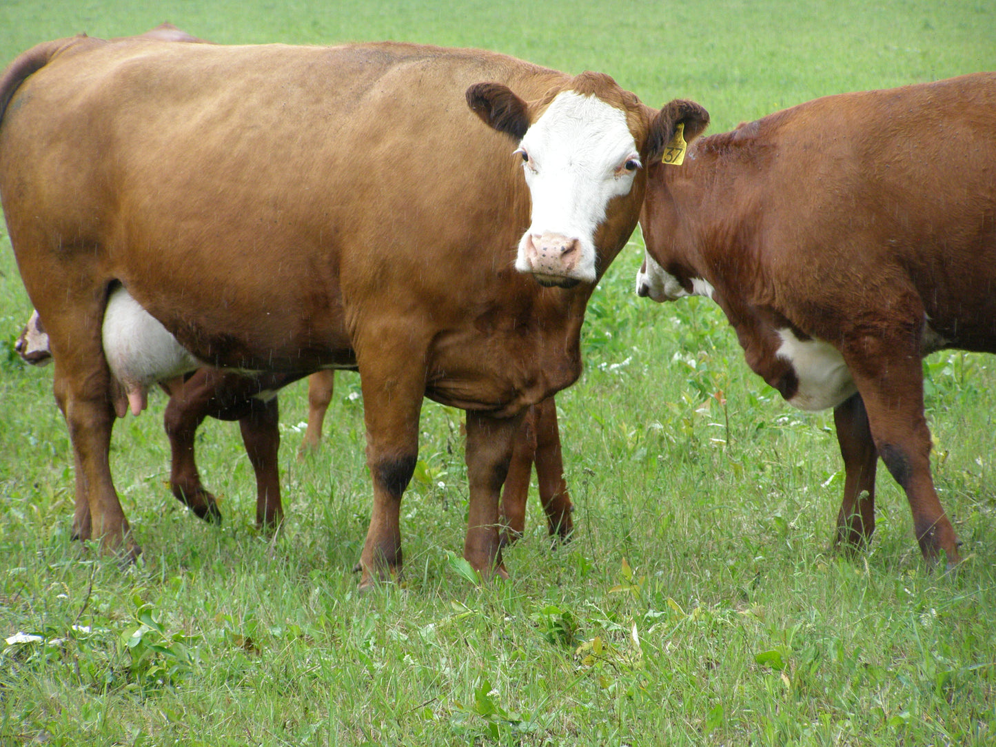 Day at the Ranch Series - Learn to Milk a Cow and What We Do with the Milk!