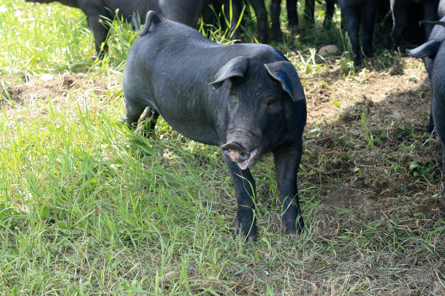 Day at the Ranch Series - Learn to Milk a Cow and What We Do with the Milk!