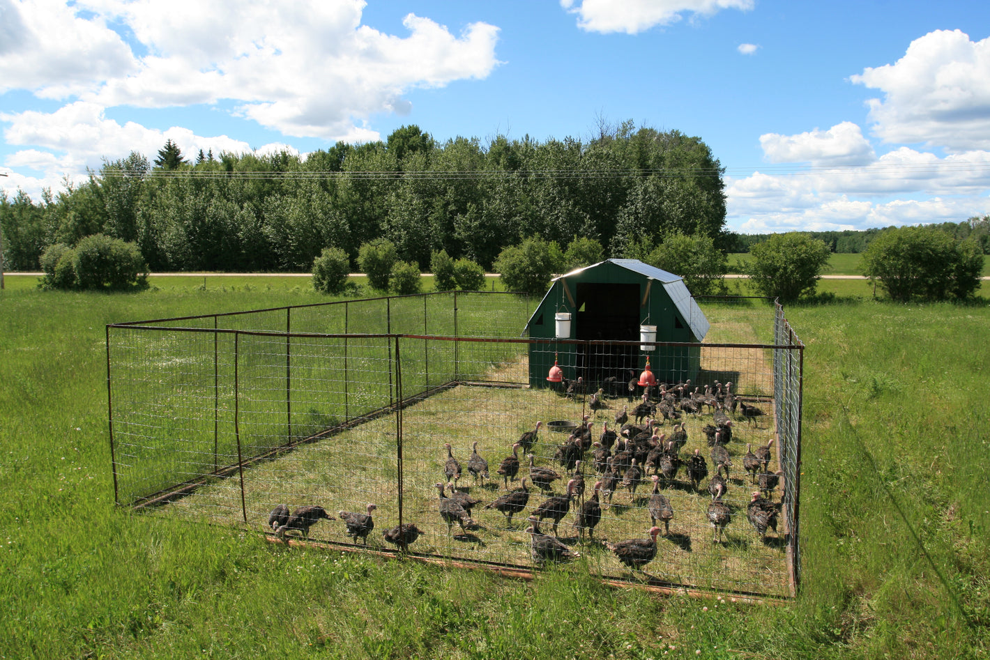 The Outdoor Movable Turkey Pen