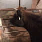 Day at the Ranch Series - Learn to Milk a Cow and What We Do with the Milk!