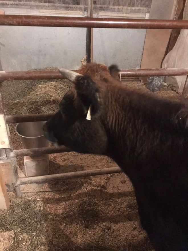 Day at the Ranch Series - Learn to Milk a Cow and What We Do with the Milk!