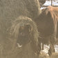Day at the Ranch Series - Learn to Milk a Cow and What We Do with the Milk!