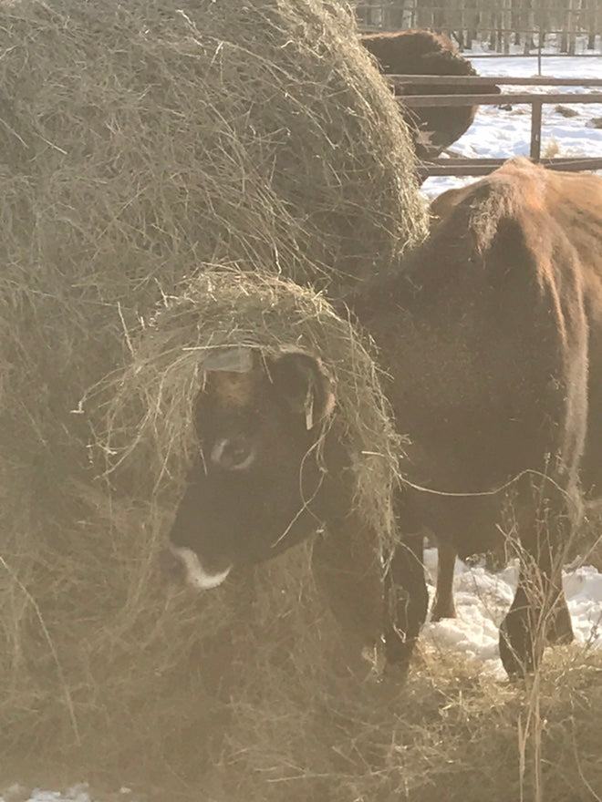 Day at the Ranch Series - Learn to Milk a Cow and What We Do with the Milk!