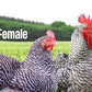 Farm Fresh Pastured Eggs