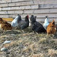 Farm Fresh Pastured Eggs